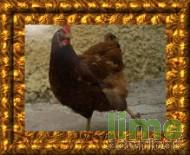 Image Frame