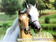 The Horses World Screensaver