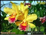 The Orchids Screensaver