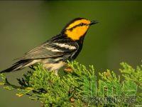30 Wildlife Scenes Screen Saver