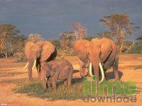 30 Wildlife Scenes Screen Saver