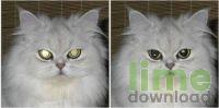 Pet Eye Fix Guide