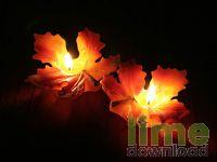 Free Candles Screensaver