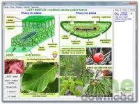 BOTANIKA - Zelená příroda