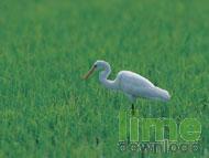 Jolly Birds slideshow screensaver