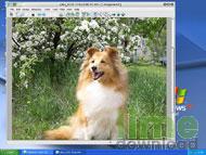 AmitySource PhotoImpro