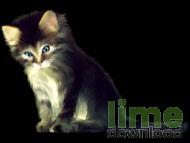 Lovely Cats screensaver