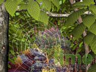 Forest Life 3D Screensaver