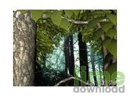 Forest Life 3D screensaver - 7art