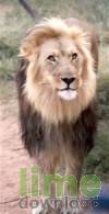 African Wildlife