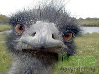 FREE FUNNY ANIMALS SCREENSAVER