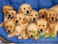 Cheerful Dogs Screensaver