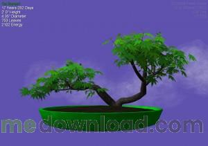 bonsai_0003-300x211.jpg
