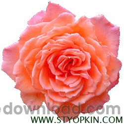 rose.gif