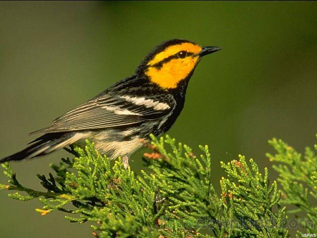 30 Wildlife Scenes Screen Saver