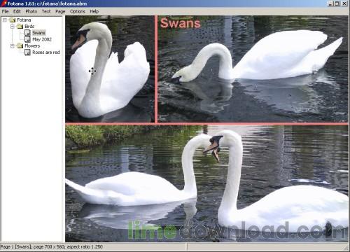 afterswans.jpg