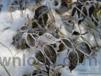 fotkycz-first_winter-nahled.jpg