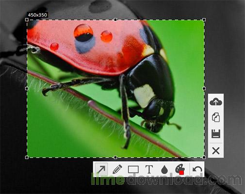 skrinshoter_ladybird.jpg