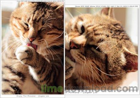 PT Watermark