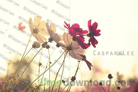 PT Watermark